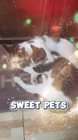 Sweet Pets