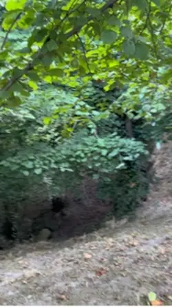 Fındık 