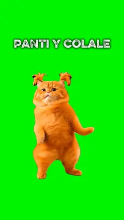 Dancing Cat