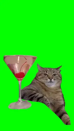 drunk cat 