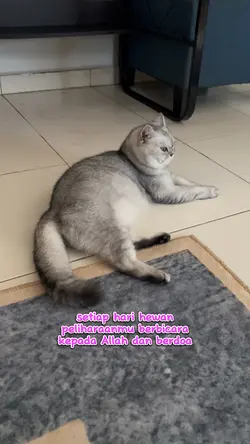 Berkah haiwan