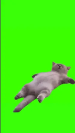kucing tidur