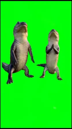 Crocodiles dancing