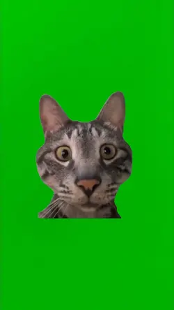 INNOCENT CAT