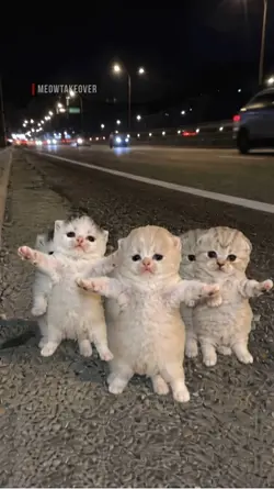 CUTE KITTEN DANCE