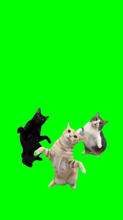 CATS DANCE BAD BAD