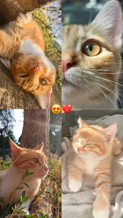 Gatinho