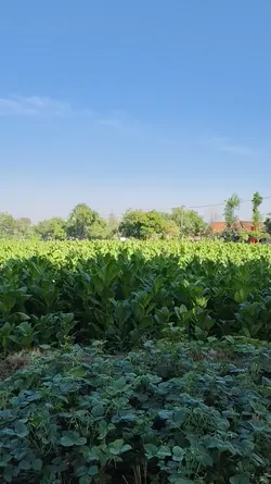 tembakau super