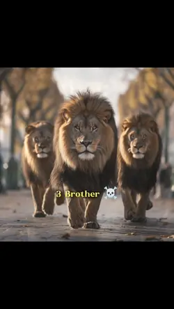 3 brother 
