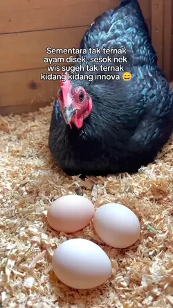 ternak trending