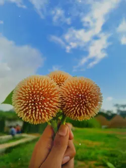 মন মরা চেহারা.!