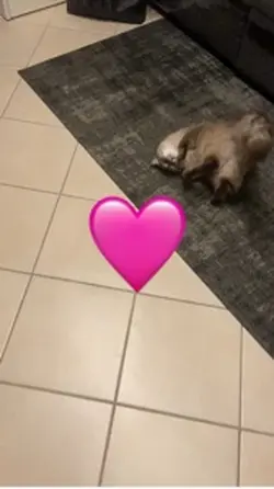 I miei animali