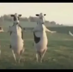 Dancing cow