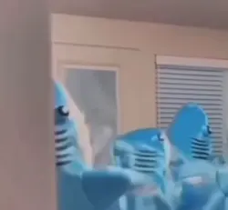 dance du requin 