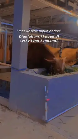 kopine dados