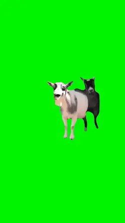 GOAT FUNNY