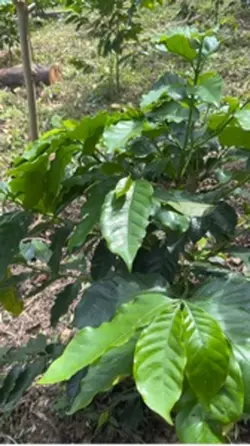 Plantas de café