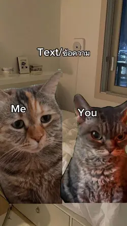 แมวโกรธอีกแมวขอท่ด