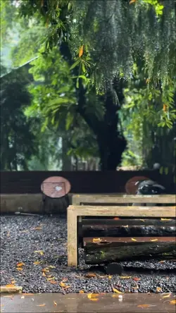 Cinematic Asik
