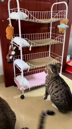 Kucing gemoy