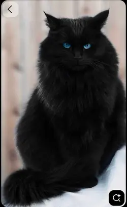 팔로워