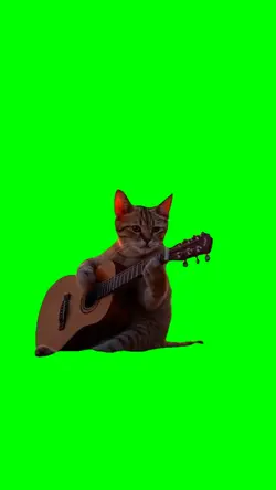 Cat Palying Guitar