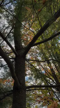 Try fall colors 