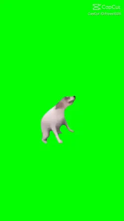 Dance dog dance