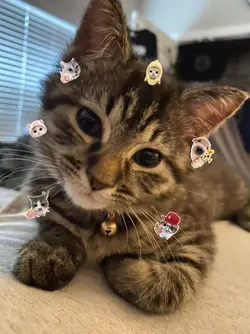 cat