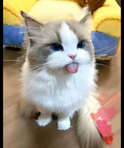kucing