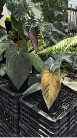 Plant lover