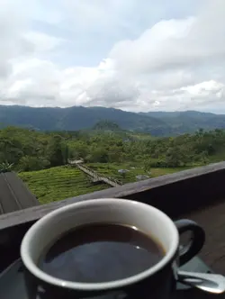 kebon teh
