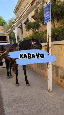 Kabayo 😂