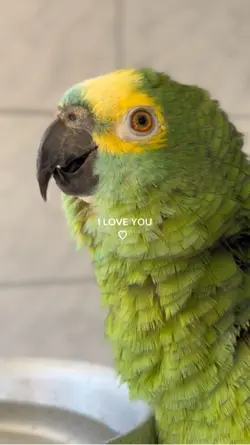 Meu pet ❤️