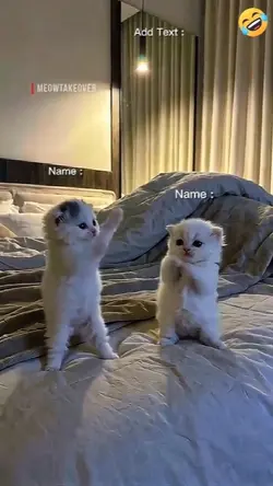 Cute Cat