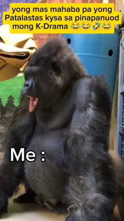 funny gorilla