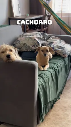 É apenas um cachorro