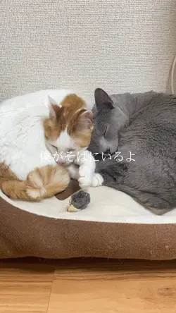 僕がそばにいるよ 君を笑わせるから