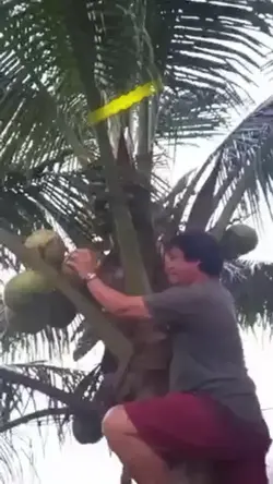 akyat buko