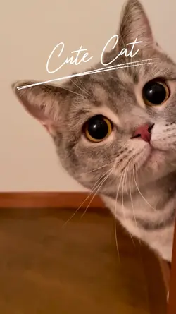 Cute cat