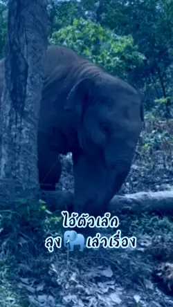 ไอ้ตัวเล็ก
ซนเป็นลิง
