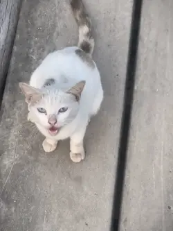 ไลฟ์โฟโต้