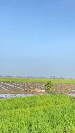usum ka sawah