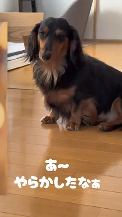 飼い主以外にへそ天がバレた犬