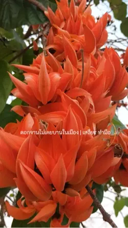 ดอกจาน