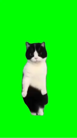 meme cat belly dance