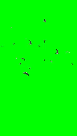 Flaying Birds