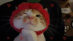 love, cute, cat