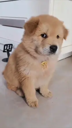 Dog - Cute