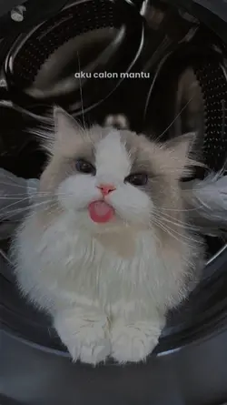 Aku calon mantu 